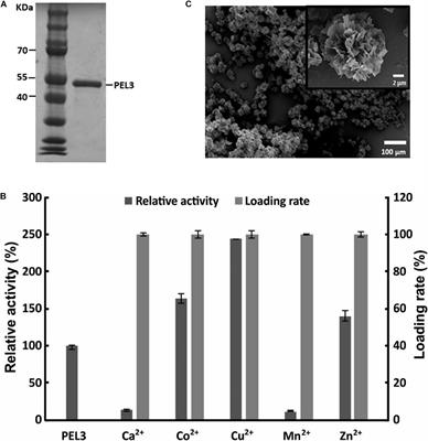 Improving the Catalytic Performance of Pectate Lyase Through Pectate Lyase/Cu3(PO4)2 Hybrid Nanoflowers as an Immobilized Enzyme